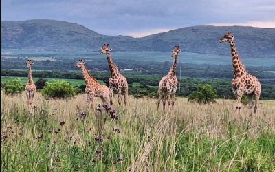 Family-Friendly Hotels: What to Look For